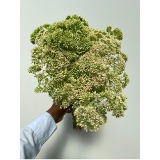 Sedum Green 