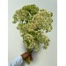 Sedum Green 