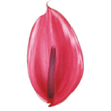 Anthurium Xavia