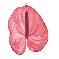 Anthurium Candy