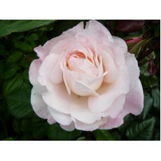 English Miss English Miss