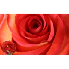 High and Orange Magic