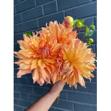 Dahlia Hamari Gold Dahlia Hamari Gold