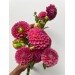 Dahlia Caitlins Joy 