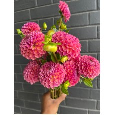 Dahlia Caitlins Joy 