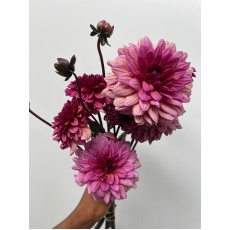 Dahlia Seniors Hope 