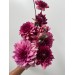 Dahlia Seniors Hope 