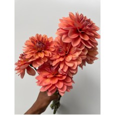 Dahlia Nicholas
