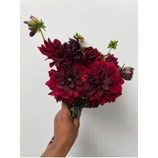 Dahlia Arabian Knight 