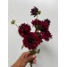 Dahlia Arabian Knight 