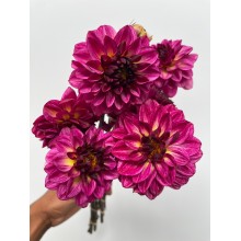 Dahlia Esli Dahlia Esli