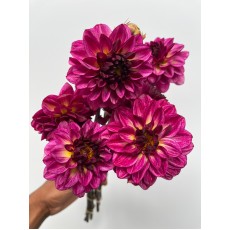 Dahlia Esli 
