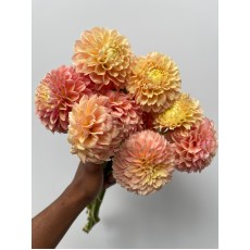 Dahlia Sweet Suzanne 