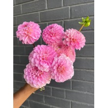 Dahlia Wizard of Oz