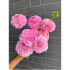 Dahlia Wizard of Oz