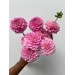 Dahlia Wizard of Oz 