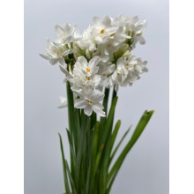 Narcis Repete / White Vanderfax