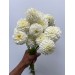 Dahlia White Aster 