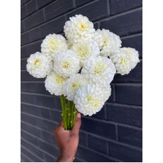 Dahlia White Aster 