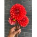 Dahlia Orange New Hybrid 