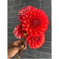 Dahlia Orange New Hybrid 