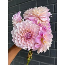 Dahlia Sweet Natalie 