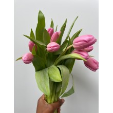 Tulip - Jumbo Pink 