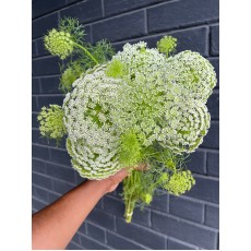 Ammi Lace