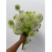 Ammi Lace
