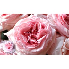 Pink Ohara 10 stem Bunch