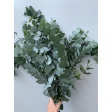 Pennygum - G collection / Eucalyptus