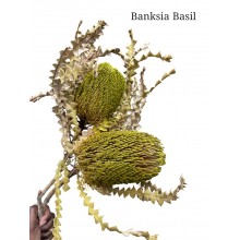 Banksia Speciosa Basil Banksia Speciosa Basil