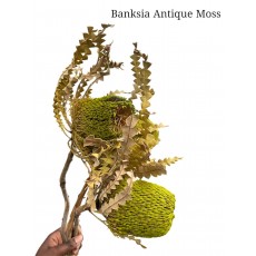 Banksia Speciosa Antique Moss