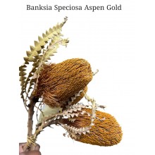 Banksia Speciosa Aspen Gold Banksia Speciosa Aspen Gold