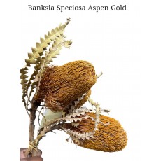 Banksia Speciosa Aspen Gold Banksia Speciosa Aspen Gold