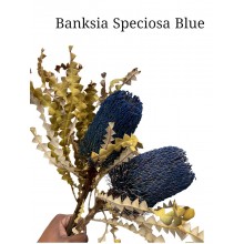 Banksia Speciosa Blue Banksia Speciosa Blue