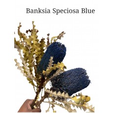 Banksia Speciosa Blue