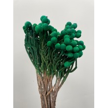 Dried Brunia - Green