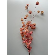 Preserved Bougainvillea 45CM - Light Pink 