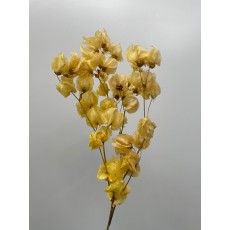 Preserved Bougainvillea 45CM - Yellow