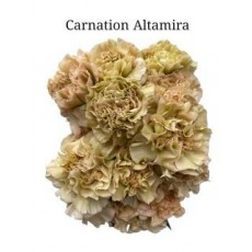 Carnation -  Altamira