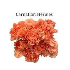 Carnation - Hermes