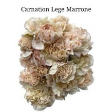 Carnation - Lege Marrone