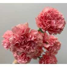 Carnation - Pink True Love 