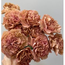 Carnation - Vintage Creola 
