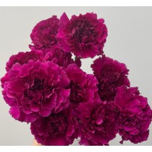 Carnation - Violet Tico Tico 