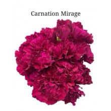 Carnation - Mirage