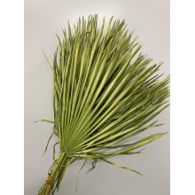 Dried Chamaerops Lime Green