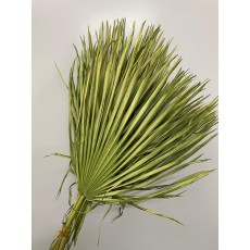 Dried Chamaerops Lime Green