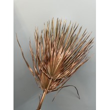 Dried Chamaerops Bronze